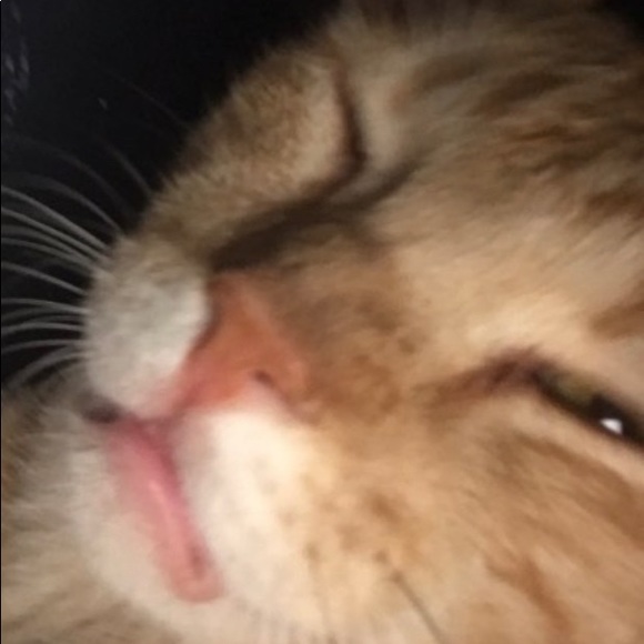 Meet your Posher, Alexis - Picture 2 of 2